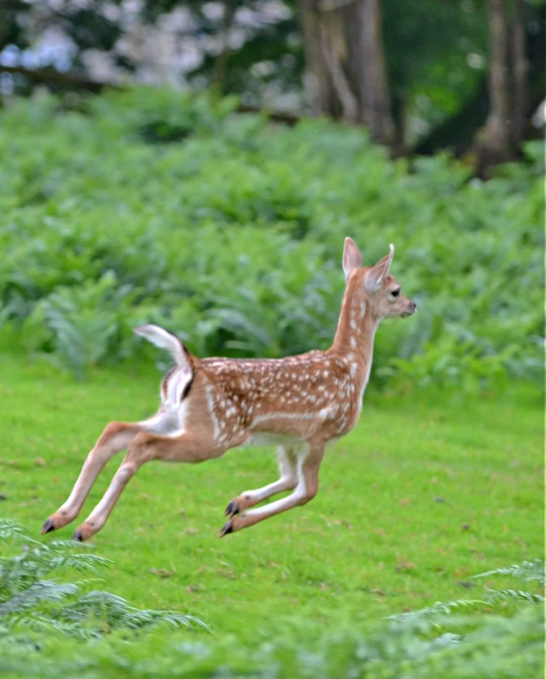 baby deer