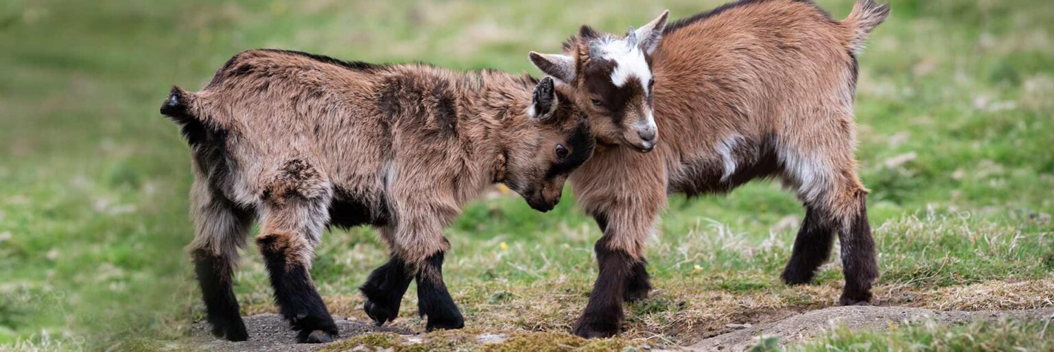 Coombe Mill | Family Farm Holiday Cottages & Lodges, Cornwall UK.