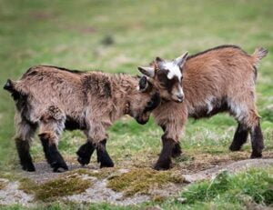 Coombe Mill | Family Farm Holiday Cottages & Lodges, Cornwall UK.